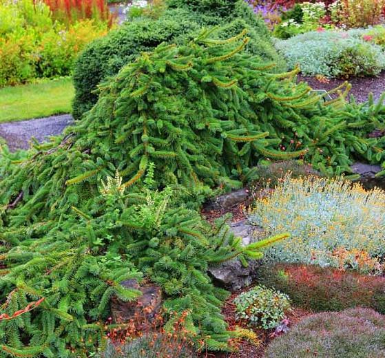 Picea abies 'Inversa' (Norway Spruce)